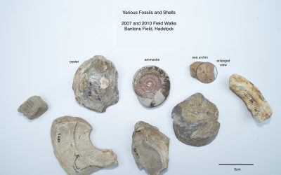 2007/2010 Field Walks-Various Fossils