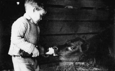 John Crawley feeding a bullock, late 1940s