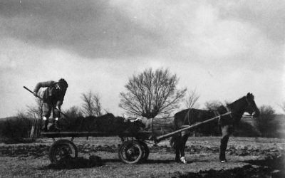 Muck spreading with horse Sam, 1960s